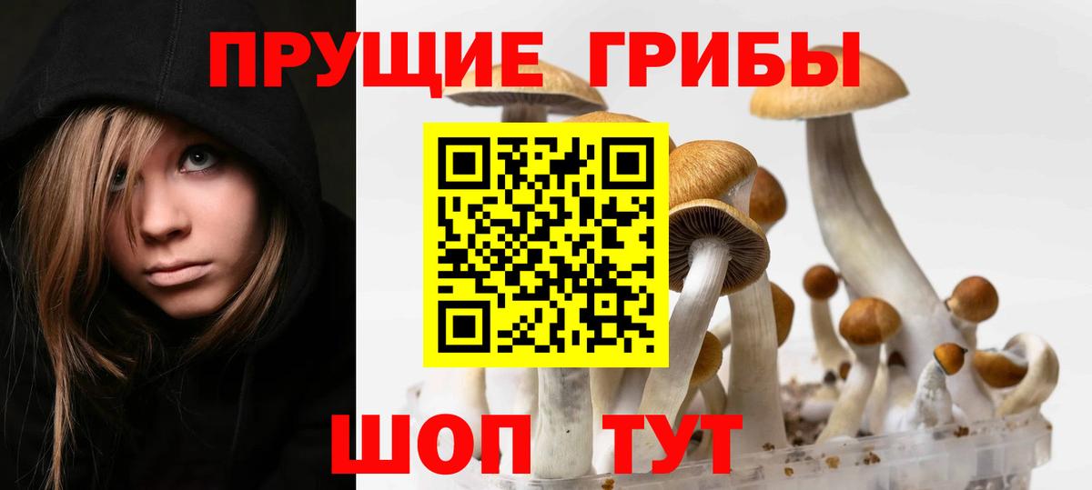 Галлюциногенные грибы Psilocybe Пугачёв